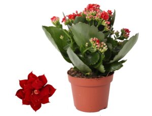 Kalanchoe 'Don Justino' Rood – bloeirijke kamerplant – ±12 cm
