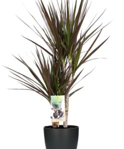 Dracaena Magenta – kamerplant met rood-paars omrande bladeren – ±17 cm