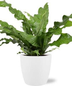 Kangoeroevaren (Microsorum diversifolium) – glanzend leerachtig blad – ±17 cm