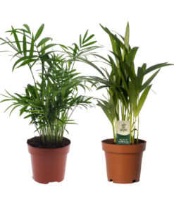 Areca- en Bergpalm Duo (Dypsis lutescens / Chamaedorea elegans) – 2 stuks, ±12 cm