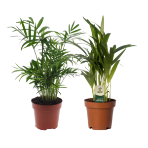 Areca- en Bergpalm Duo (Dypsis lutescens / Chamaedorea elegans) – 2 stuks, ±12 cm