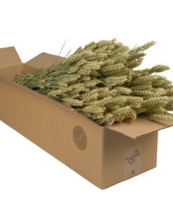 Droogbloemen Tarwe (Triticum aestivum) – goudkleurige – ±60 cm