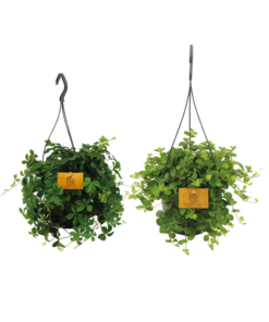 Hangplant Duo (Epipremnum / Tradescantia (mix)) – weelderig groen – 2 stuks, ±15 cm