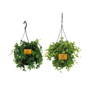 Hangplant Duo (Epipremnum / Tradescantia (mix)) – set van twee direct – 2 stuks, ±15 cm
