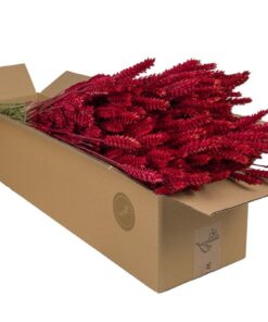 Droogbloemen Tarwe (Triticum) – decoratieve in warme goudbruine kleur – ±60 cm