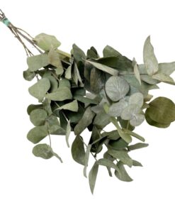 Droogbloemen Eucalyptus Cinerea – zilverkleurige droogtak – ±50 cm
