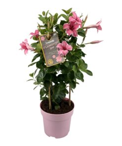 Mandevilla Sundaville Flamingo Pink In Toren (Dipladenia) - Ø17Cm - ↕55Cm