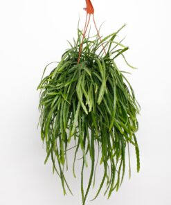 Lepismium bolivianum – hangende cactus met sierlijke, vlezige stengels – ±17 cm