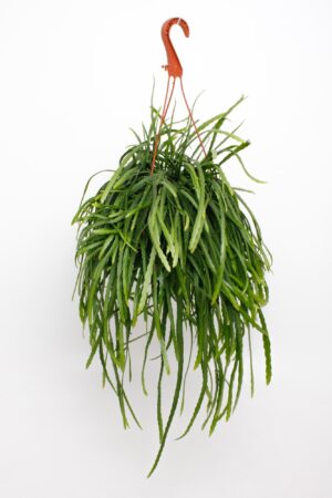 Lepismium bolivianum – hangende boscactus – die hangt – ±17 cm