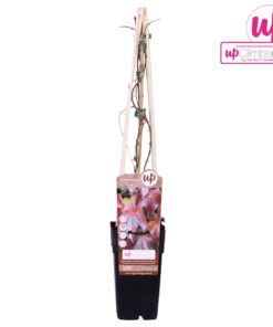 Wilde wingerd 'Veitch Boskoop' – ±15 cm