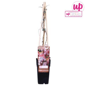Wilde wingerd 'Veitch Boskoop' – ±15 cm