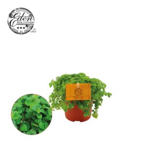 Pilea depressa – compacte kamerplant met zilvergevlekt blad – pot 10 cm, ±5 cm