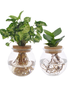 Bolglas Duo Clusia/Syngonium Green - 2 Stuks - Ø12Cm - ↕30Cm