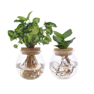 Bolglas Duo Clusia/Syngonium Green (Clusia / Syngonium) – 2 stuks, ±12 cm