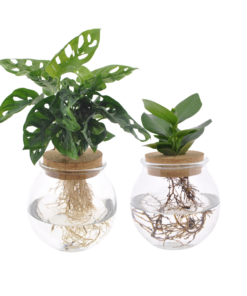 Bolglas Duo met Monstera Adansonii en Clusia – twee kamerplanten – 2 stuks, ±12 cm
