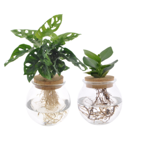 Bolglas Duo – Monstera Adansonii en Clusia – hydroponisch duo – 2 stuks, ±12 cm