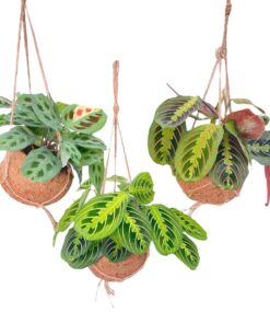 Kokodama Maranta Mix – levende kokosbolverpakking – 3 stuks, ±15 cm