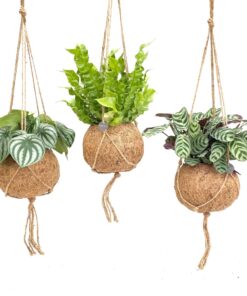 Kokodama Jungle Mix (diverse soorten) – set van 3 hangende – 3 stuks, ±17 cm