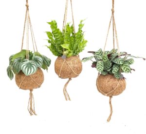 Kokodama Jungle Mix – hangende kokosbollen met tropische kamerplanten – 3 stuks, ±17 cm