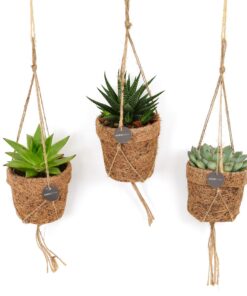 Kokopot Succulent Mix – drie vetplanten in een sfeervolle – 3 stuks, ±10 cm