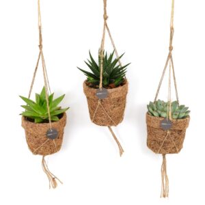 Kokopot Succulent Mix – drie vetplanten in een sfeervolle – 3 stuks, ±10 cm