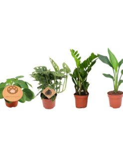 Musthave Plantenbox - 4 Stuks - Ø12Cm - ↕20-40Cm