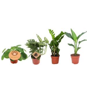Kamerplantenbox met 4 planten – 4 groenblijvende kamerplanten – 4 stuks, 20-40 cm