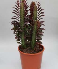 Afrikaanse melkboom (Euphorbia trigona 'Rubra') – roodpaarse – ±12 cm