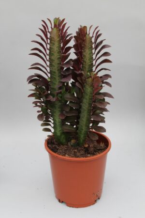 Afrikaanse melkboom (Euphorbia trigona 'Rubra') – roodpaarse – ±12 cm