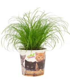 Cyperus zumula – compacte waterrietsoort voor vochtige plekken – ±12 cm