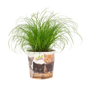 Cyperus zumula – compacte waterrietsoort voor vochtige plekken – ±12 cm