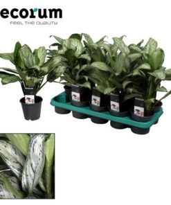Aglaonema 'Maria Christina' – luchtige kamerplant – ±14 cm