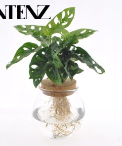 Monstera Adansonii in bolglas met klikkurk – gaatjesplant – ±12 cm