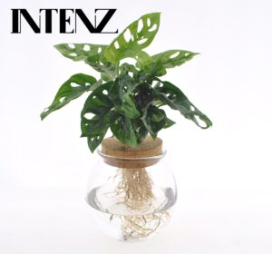 Monstera Adansonii in bolglas met klikkurk – hydroponisch in stijlvol – ±12 cm