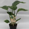 Strelitzia nicolai – grote kamerplant met bananenblad-uitstraling – ±13 cm