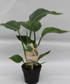 Strelitzia nicolai – grote kamerplant met bananenblad-uitstraling – ±13 cm