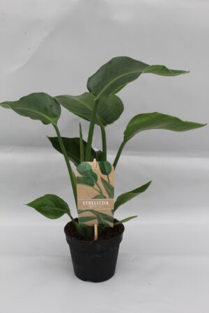 Strelitzia nicolai – reuzen-paradijsvogelplant – grote kamerplant – ±13 cm