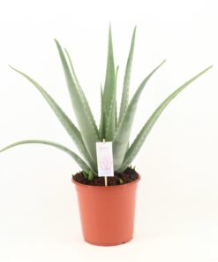 Aloe Vera – robuuste vetplant met amper water nodig – ±24 cm