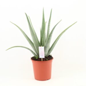 Aloe Vera – robuuste kamervetplant met minimale waterbehoefte – ±24 cm