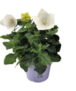 Ballonbloem wit (Platycodon grandiflorus 'White') – unieke – ±12 cm