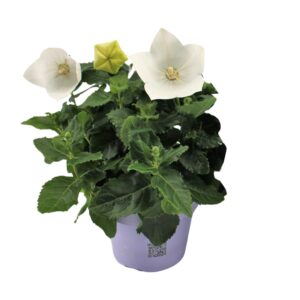 Ballonbloem wit (Platycodon grandiflorus 'White') – winterharde vaste – ±12 cm