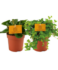 Peperomia Duo – set van twee speelse kamerplanten – 2 stuks, pot 10 cm, ±5 cm