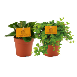 Peperomia Duo – set van twee verschillende soorten – 2 stuks, pot 10 cm, ±5 cm