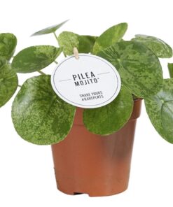 Pilea Mojito – kamerplant met bont gevlekt blad – ±13 cm