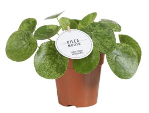 Pilea Mojito – compacte kamerplant met bont gevlekt blad – ±13 cm