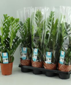 Zamioculcas – vrijwel onverwoestbare kamerplant – ±14 cm