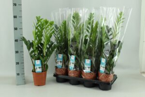 Zamioculcas – vrijwel onverwoestbare kamerplant – ±14 cm