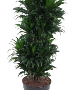 Dracaena Compacta Vertakt – volle, vertakte kamerplant – ±27 cm