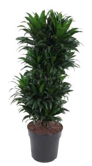 Dracaena Compacta Vertakt – volle, vertakte kamerplant op ±100 cm – ±27 cm