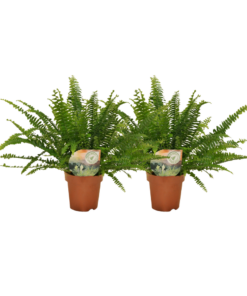 Nephrolepis krulvaren – weelderige kamerplant – 2 stuks, pot 12 cm, ±30 cm